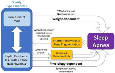 The Bidirectional Relationship Between Obstructive Sleep Apnea and Metabolic Disease